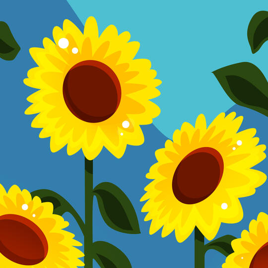 Sunflower