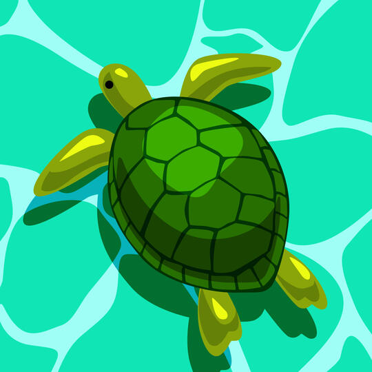 Sea Turtle